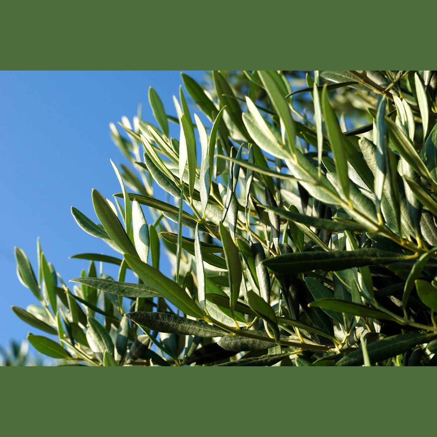 10 CANINO OLIVE TREE Olea Europaea Canino Edible European Common Green Black Fruit Seed