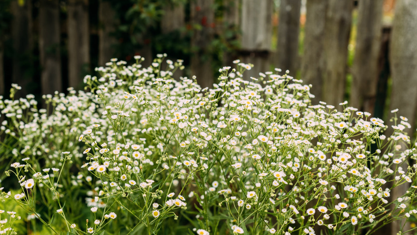 1000 GERMAN CHAMOMILE Matricaria Recutita Chamomilla Herb Flower Seeds