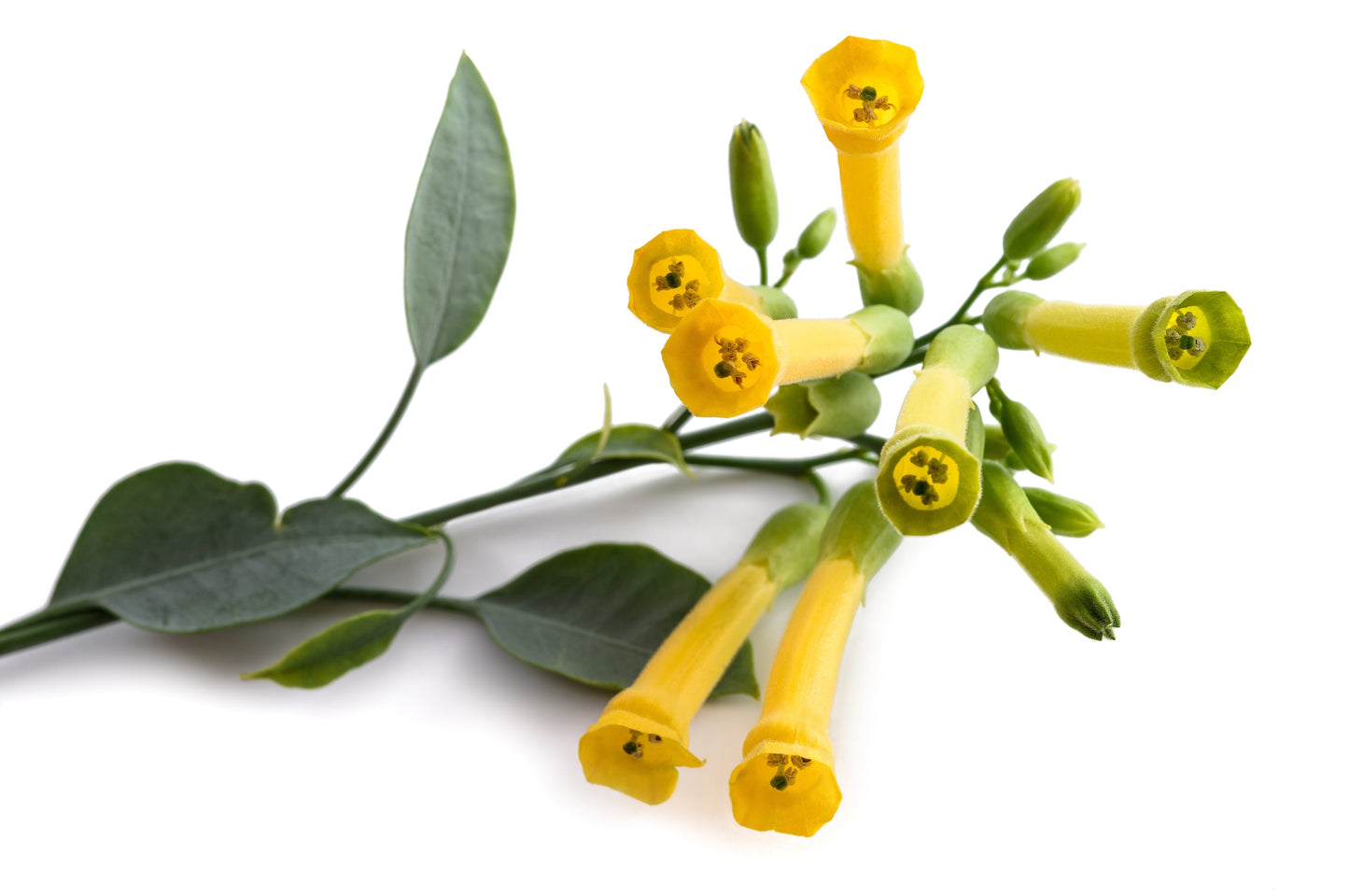 250 TREE TOBACCO Nicotiana Glauca Yellow Trumpet Flower Herb Shrub Seeds