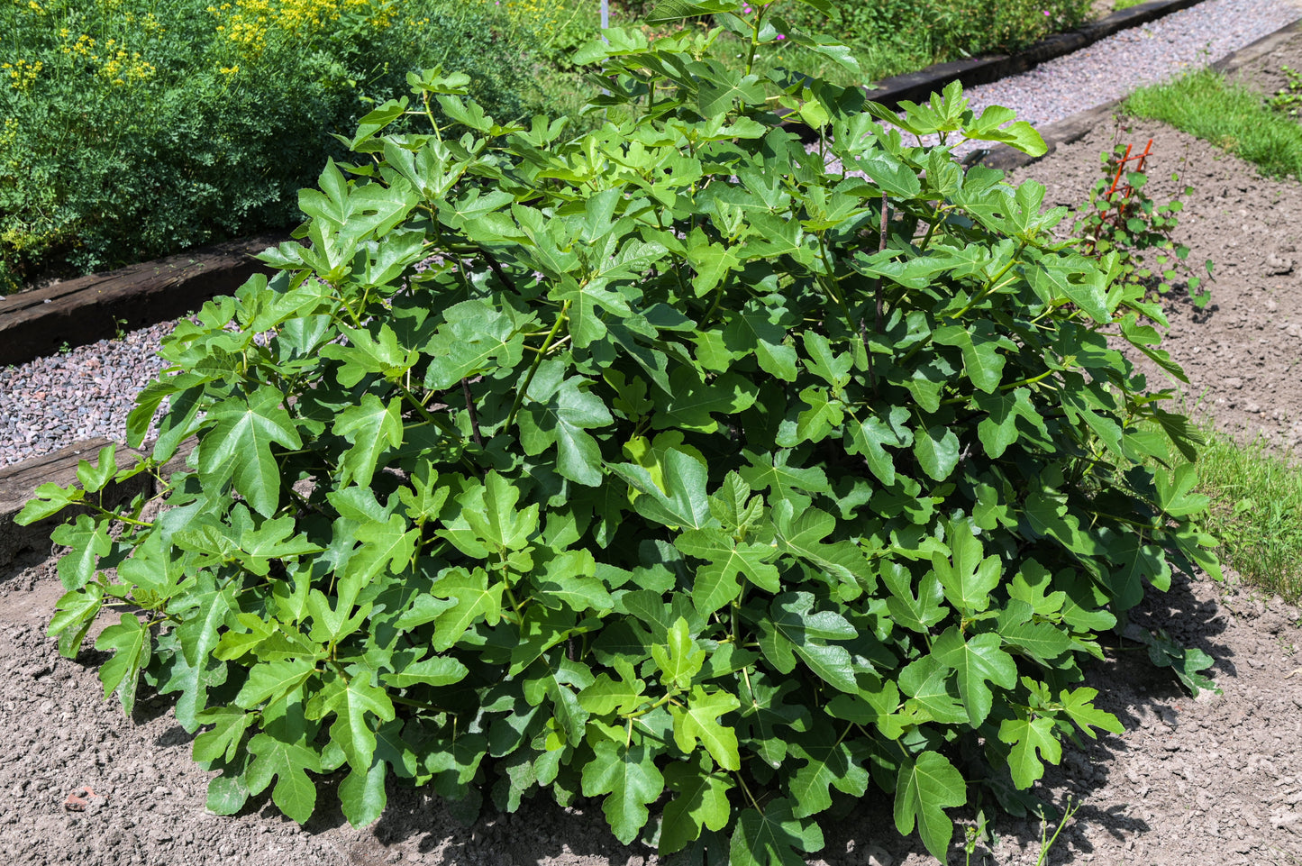 30 COMMON Edible FIG TREE Ficus Carica Purple Brown Skin Pink Flesh Fruit Seeds