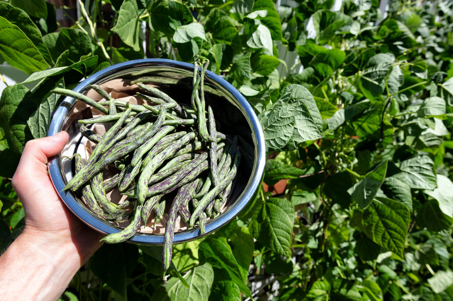 50 RATTLESNAKE POLE BEAN Stringless Purple Phaseolus Vulgaris Vegetable Seeds