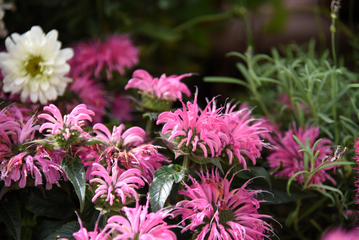 20 Dwarf PINK BEE BALM Monarda Bradburiana Eastern Beebalm Herb Flower Seeds
