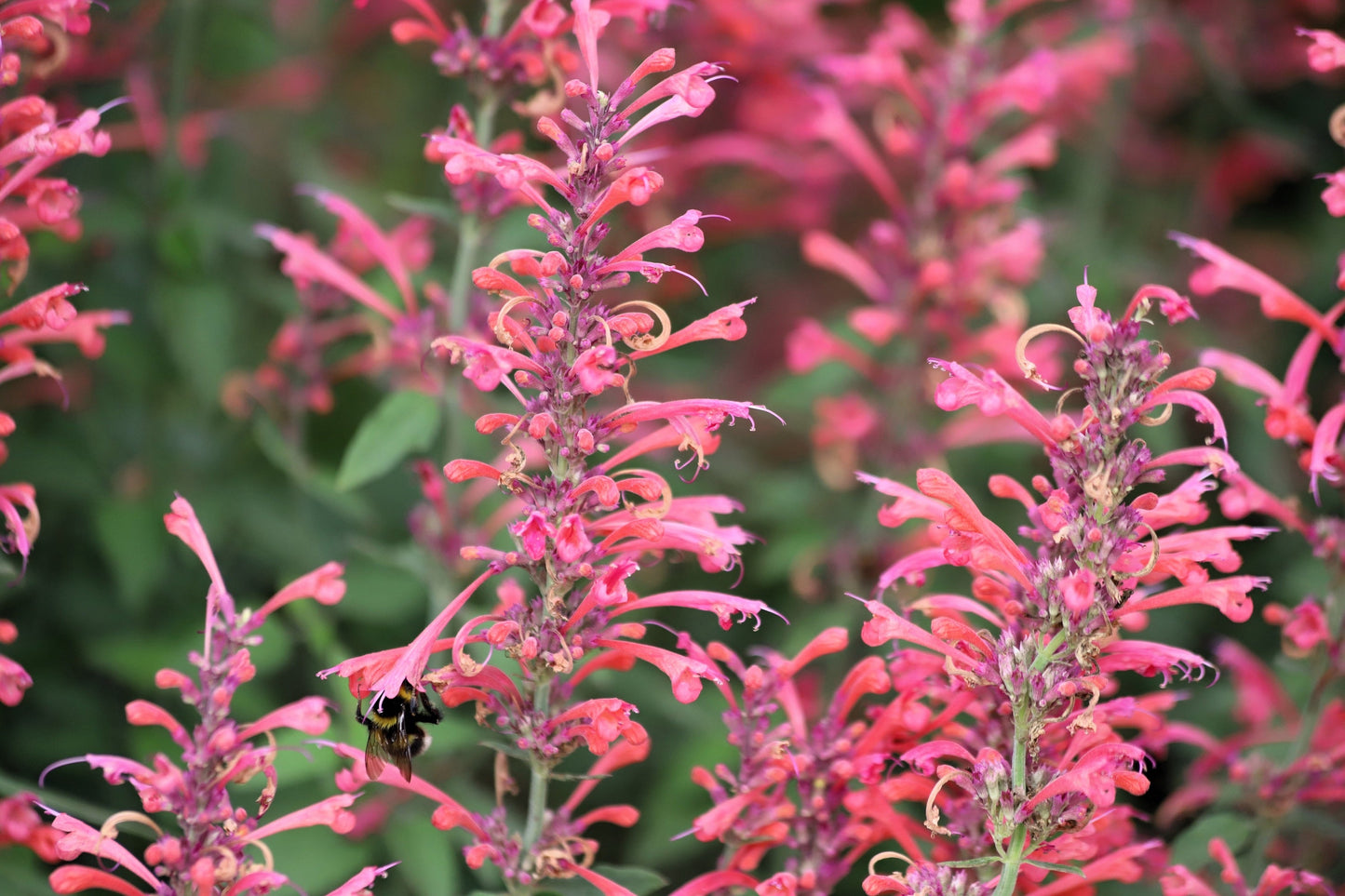 30 Red AGASTACHE HEATHER QUEEN Hummingbrid Mint Hyssop Flower Herb Seeds