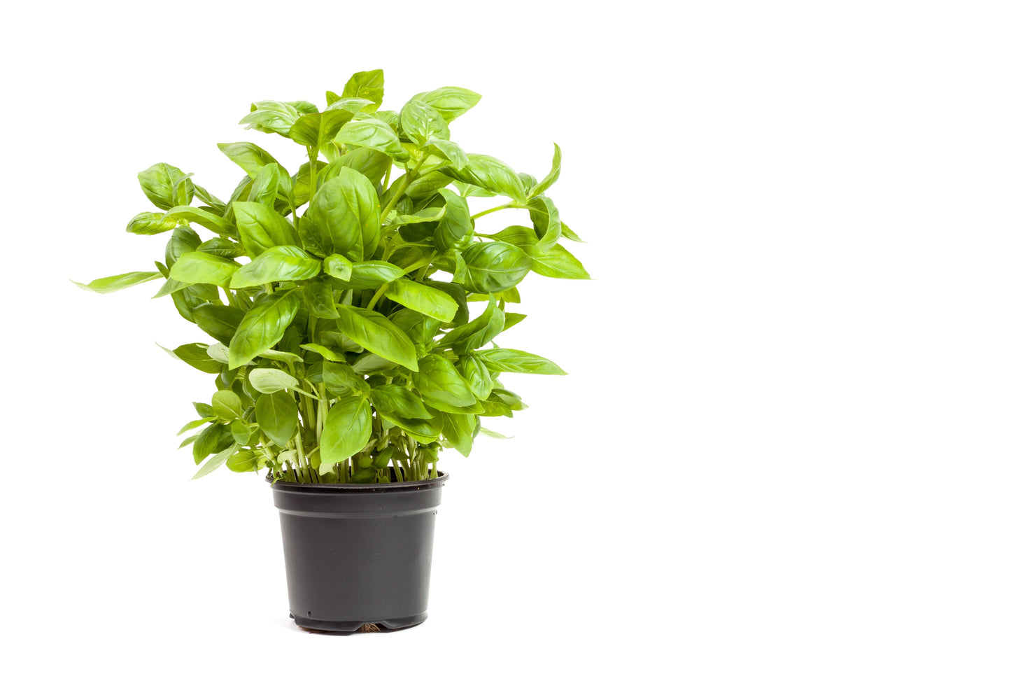 1500 SWEET BASIL Ocimum Basilicum Herb White Flower Seeds