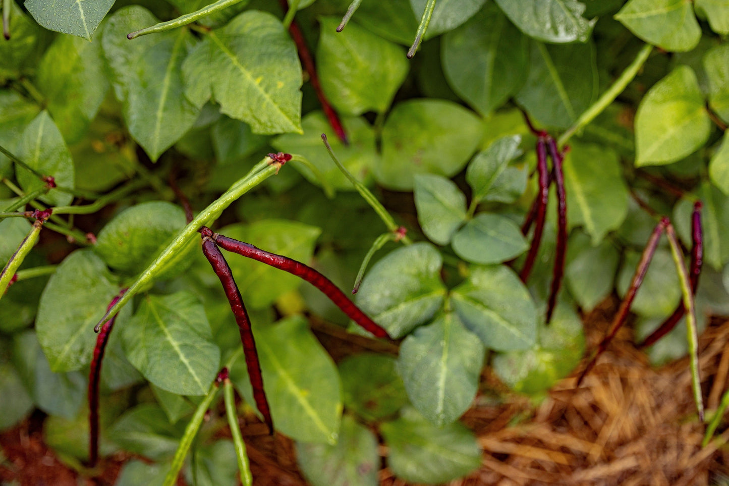 50 PURPLE PINKEYE COWPEA Southern Cow Pea Crowder Vigna Unguiculata Vegetable Legume Seeds
