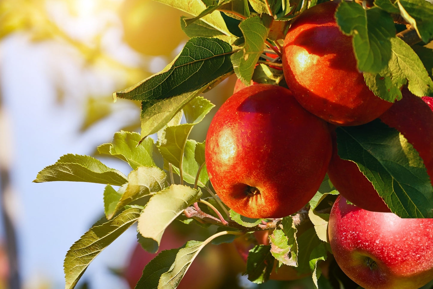 25 PARADISE APPLE Red Delicious Common Malus Pumila Domestica Fruit Tree Seeds