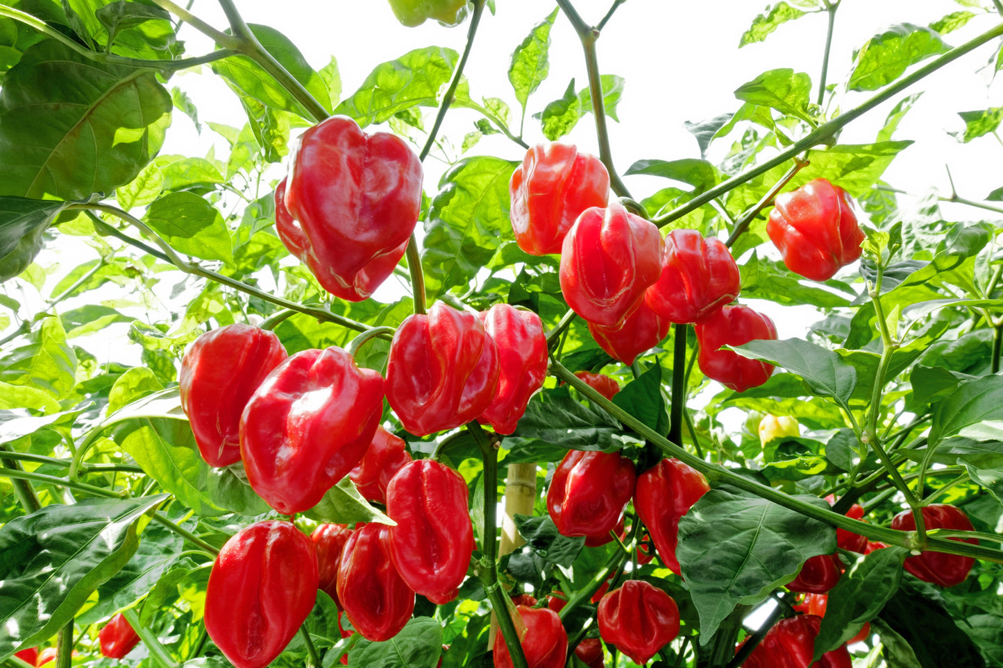 50 Hot RED HABANERO PEPPER Capsicum Chinense Vegetable Seeds
