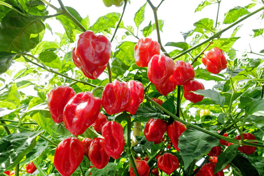 50 Hot RED HABANERO PEPPER Capsicum Chinense Vegetable Seeds