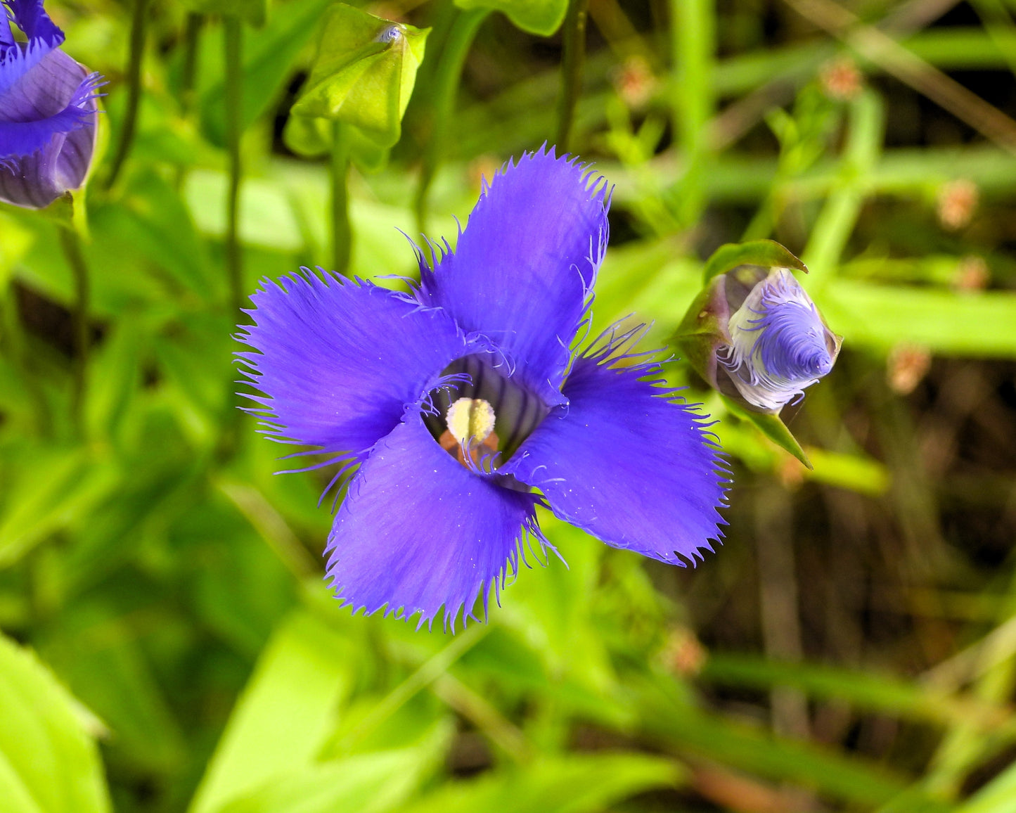 200 FRINGED GENTIAN Gentiana Crinita Gentianopsis Native Herb Blue Purple Flower Seeds