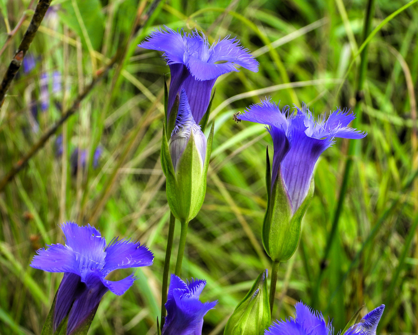 200 FRINGED GENTIAN Gentiana Crinita Gentianopsis Native Herb Blue Purple Flower Seeds