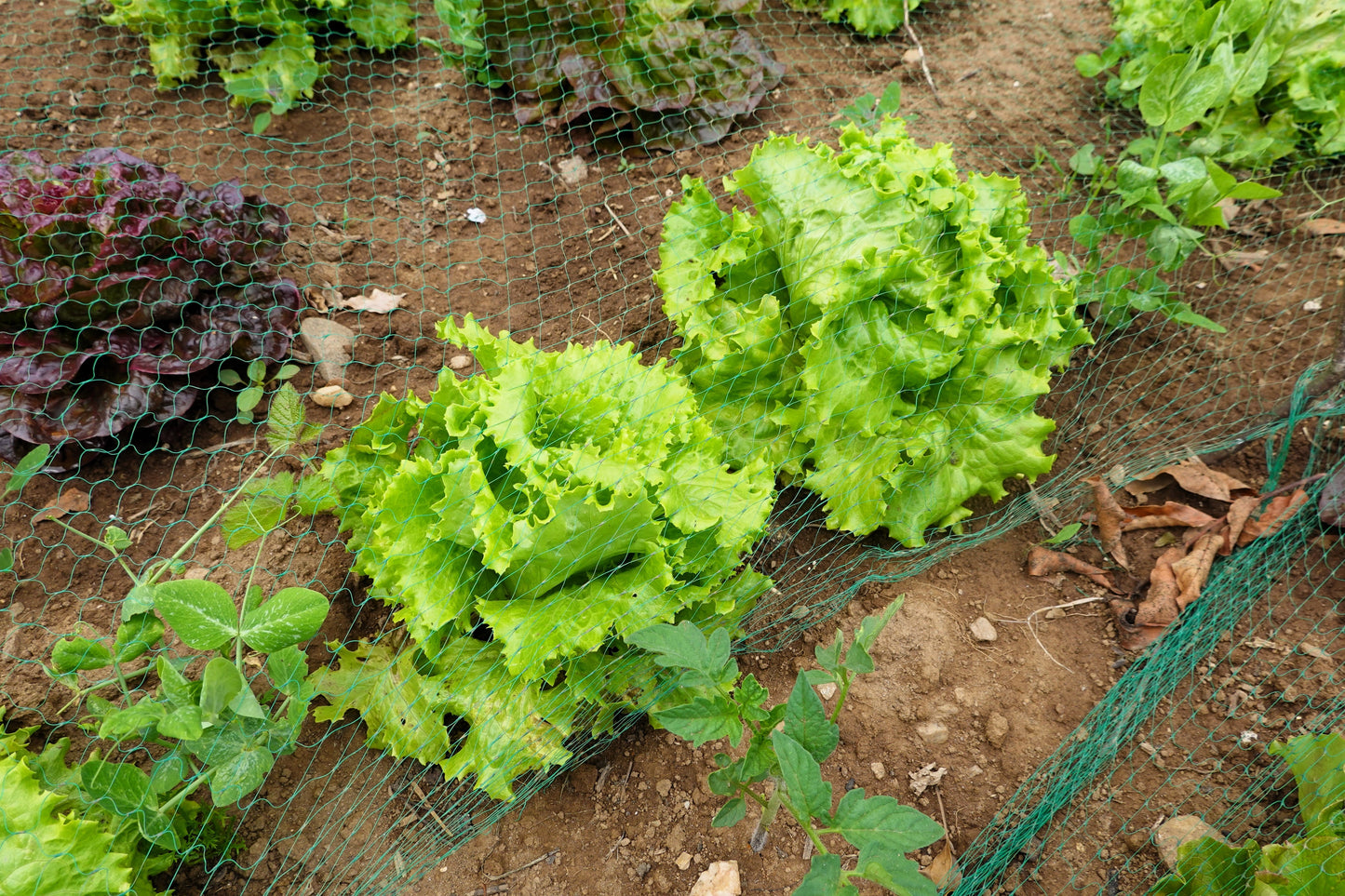 3000 Black Seeded Simpson LEAF LETTUCE Lactuca Sativa Vegetable Seeds