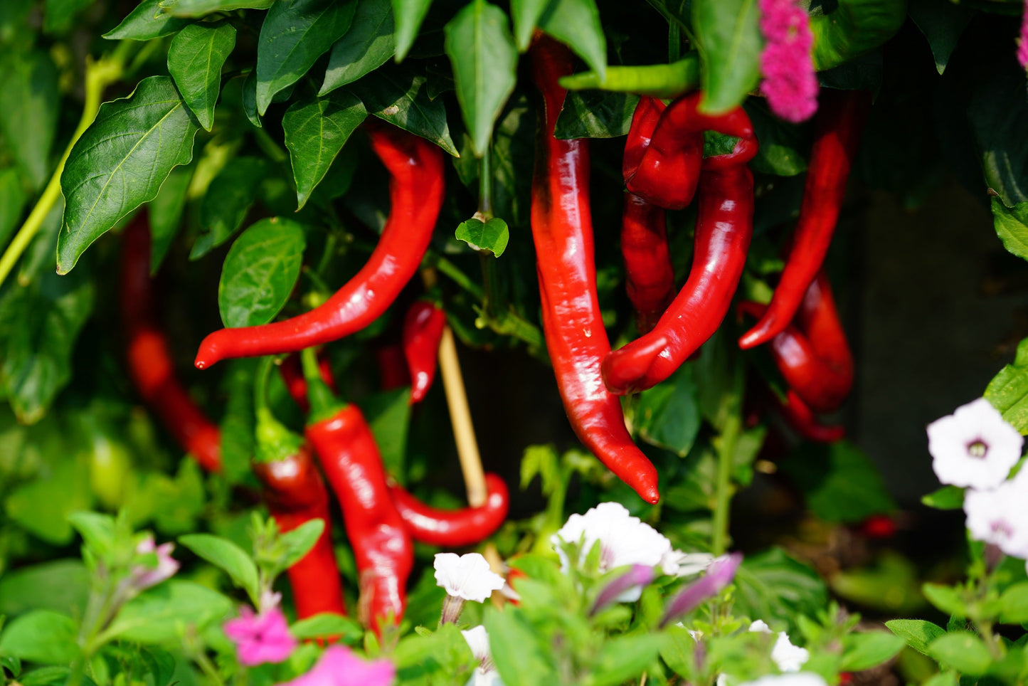 25 JIMMY NARDELLO PEPPER Sweet Red Italian Capsicum Annuum Vegetable Seeds