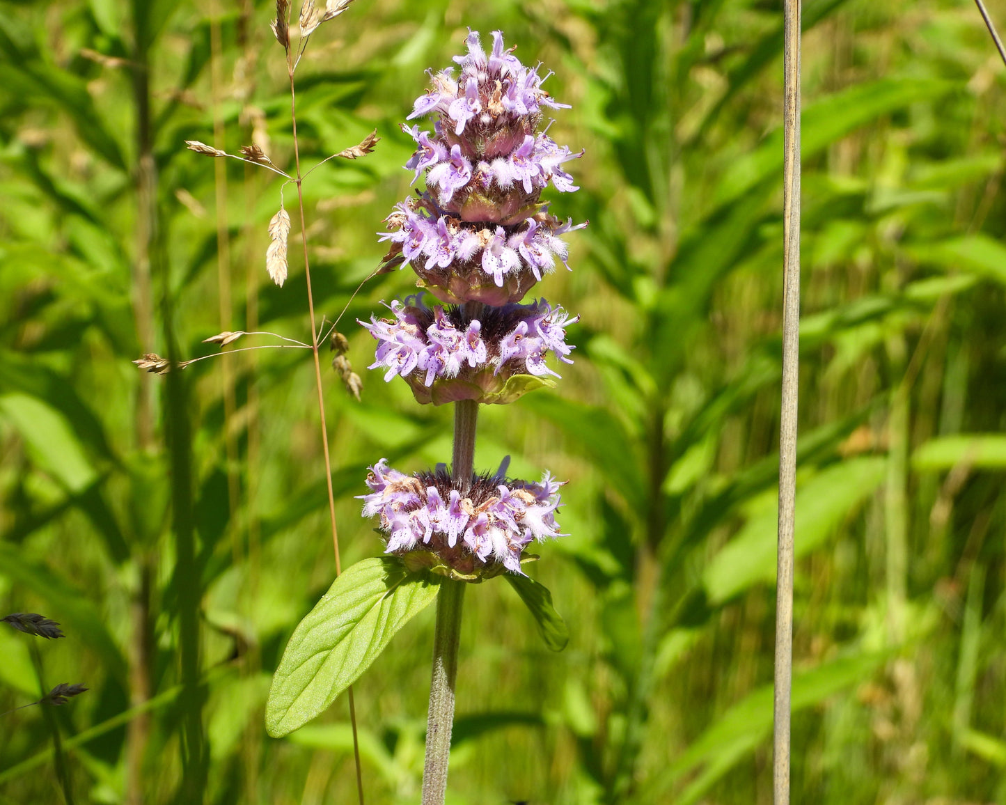 200 PURPLE WOOD MINT Blephilia Ciliata Downy Pagoda Horsemint Herb Flower Seeds