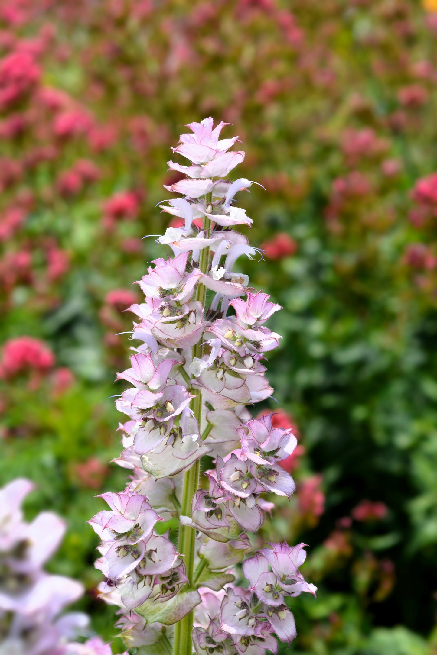 50 WHITE Swan CLARY SAGE Salvia Viridis Horminum Herb Flower Seeds