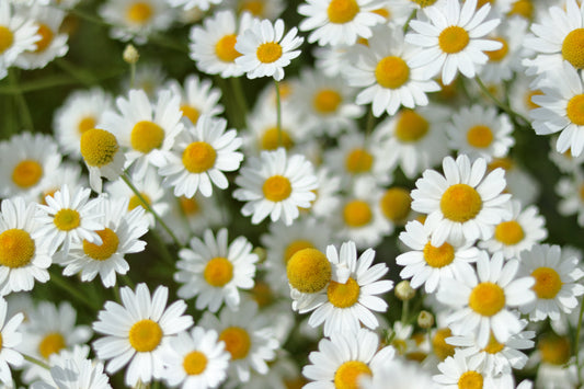 1000 GERMAN CHAMOMILE Matricaria Recutita Chamomilla Herb Flower Seeds