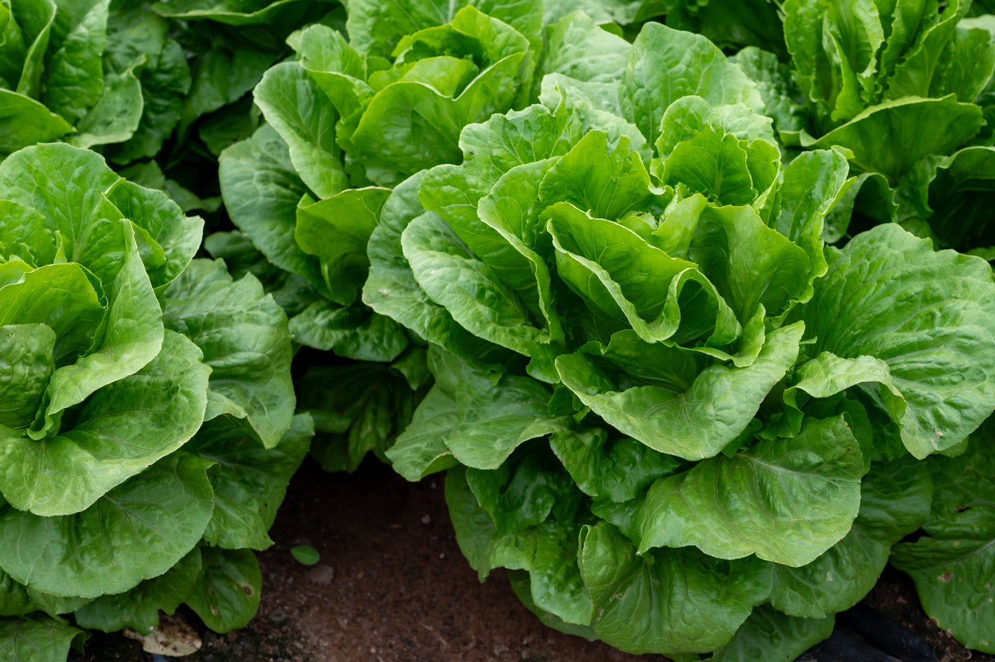 3000 PARRIS ISLAND Romaine LETTUCE Lactuca Sativa Vegetable Seeds