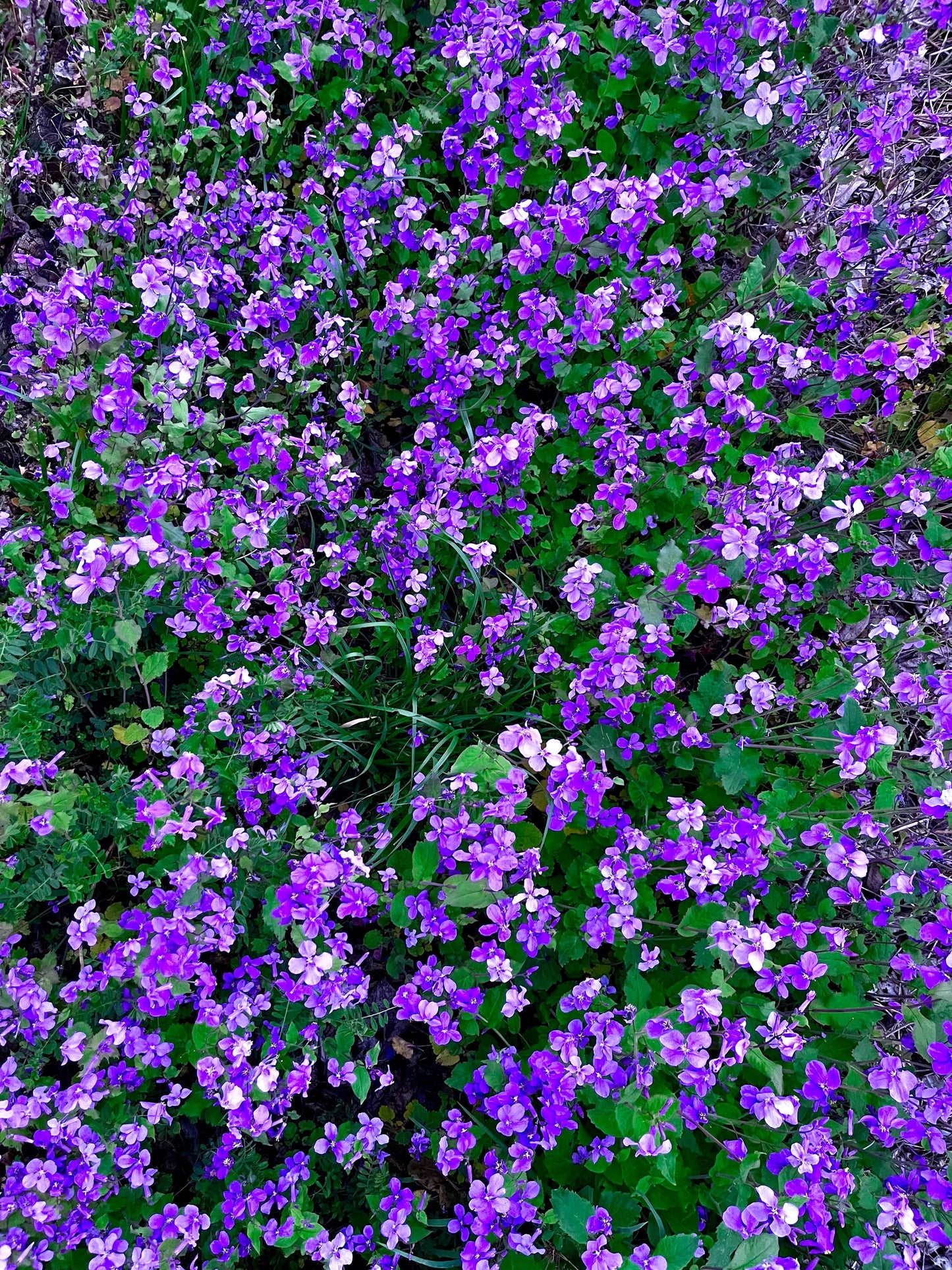 500 Purple FEBRUARY ORCHID Violet Cress Orychophragmus Violaceus 2" Flower Edible Vegetable Seeds