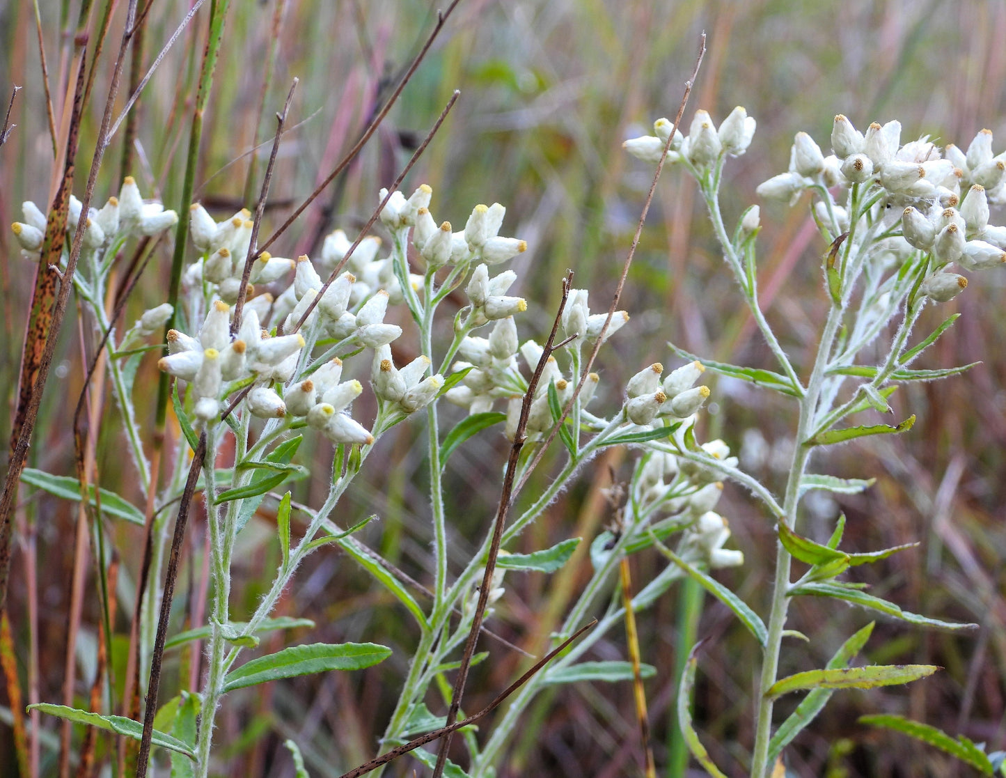 100 White SWEET EVERLASTING Gnaphalium Obtusifolium Butterfly Flower Herb Seeds
