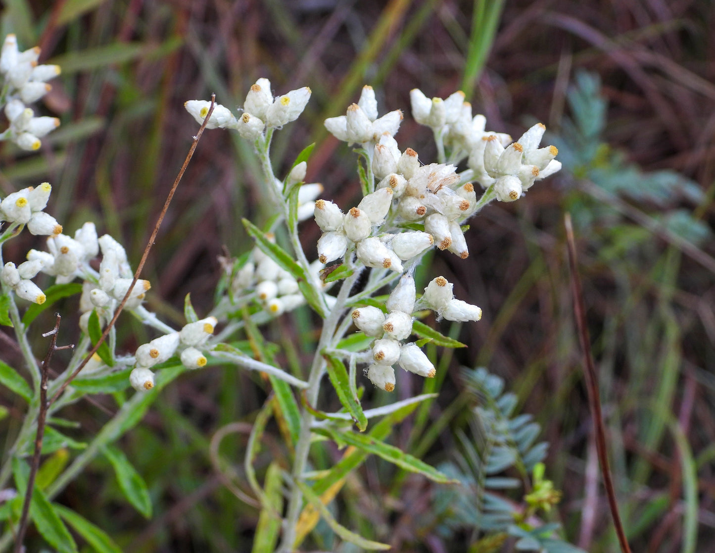 100 White SWEET EVERLASTING Gnaphalium Obtusifolium Butterfly Flower Herb Seeds