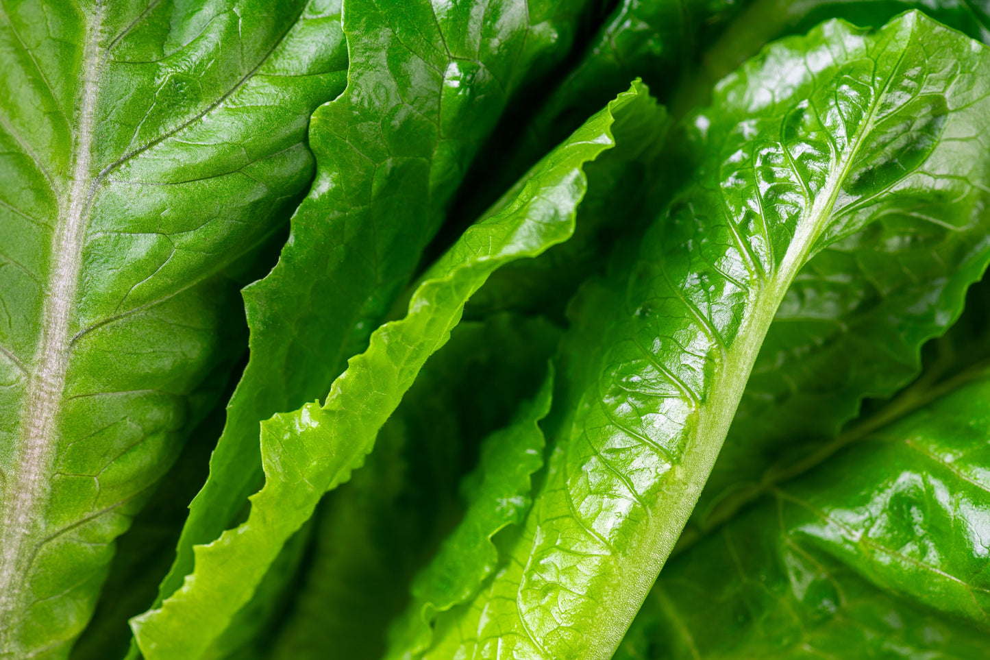 3000 PARRIS ISLAND Romaine LETTUCE Lactuca Sativa Vegetable Seeds