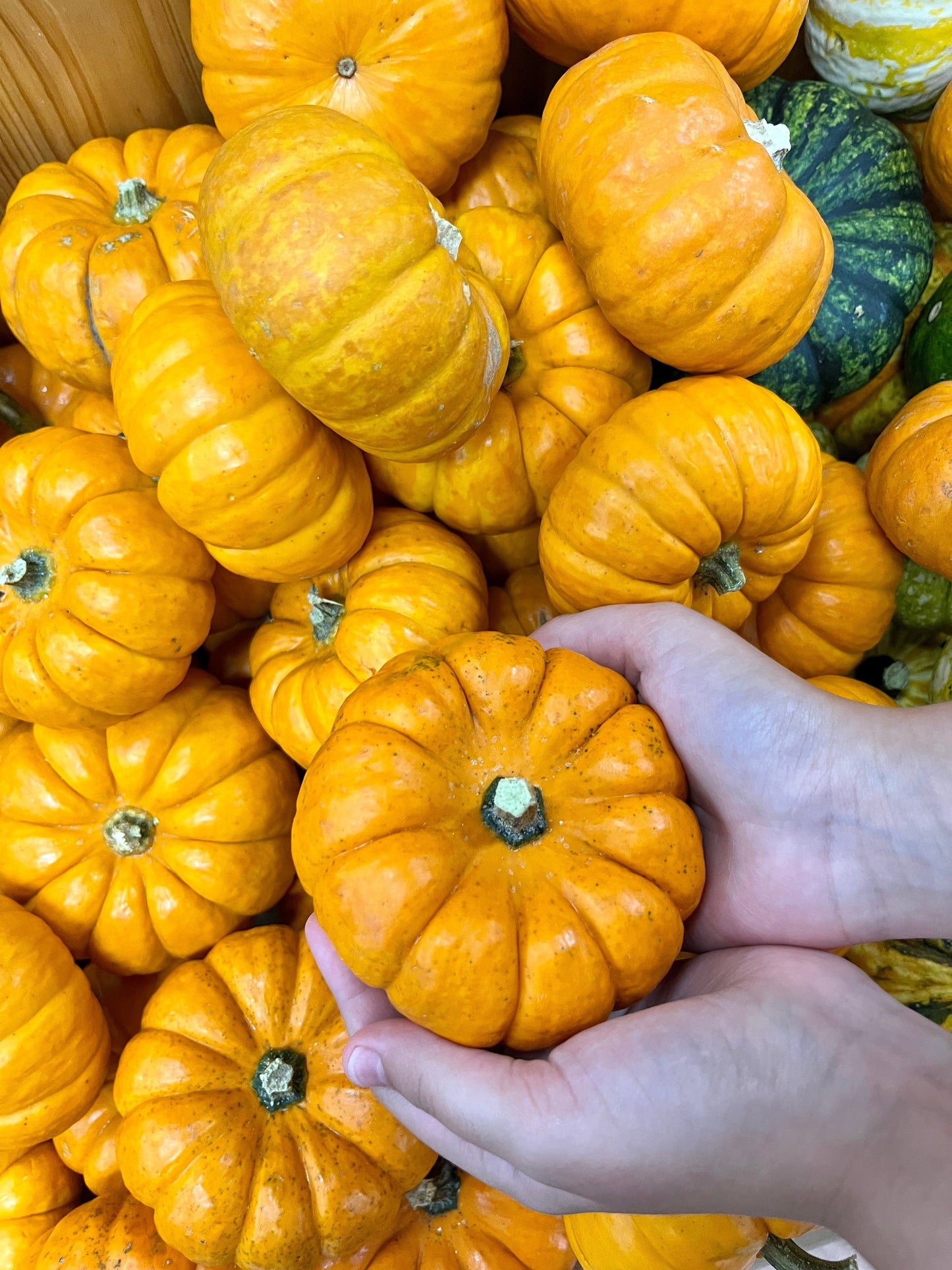 20 JACK Be LITTLE PUMPKIN Miniature Vegetable Cucurbita Pepo Seeds