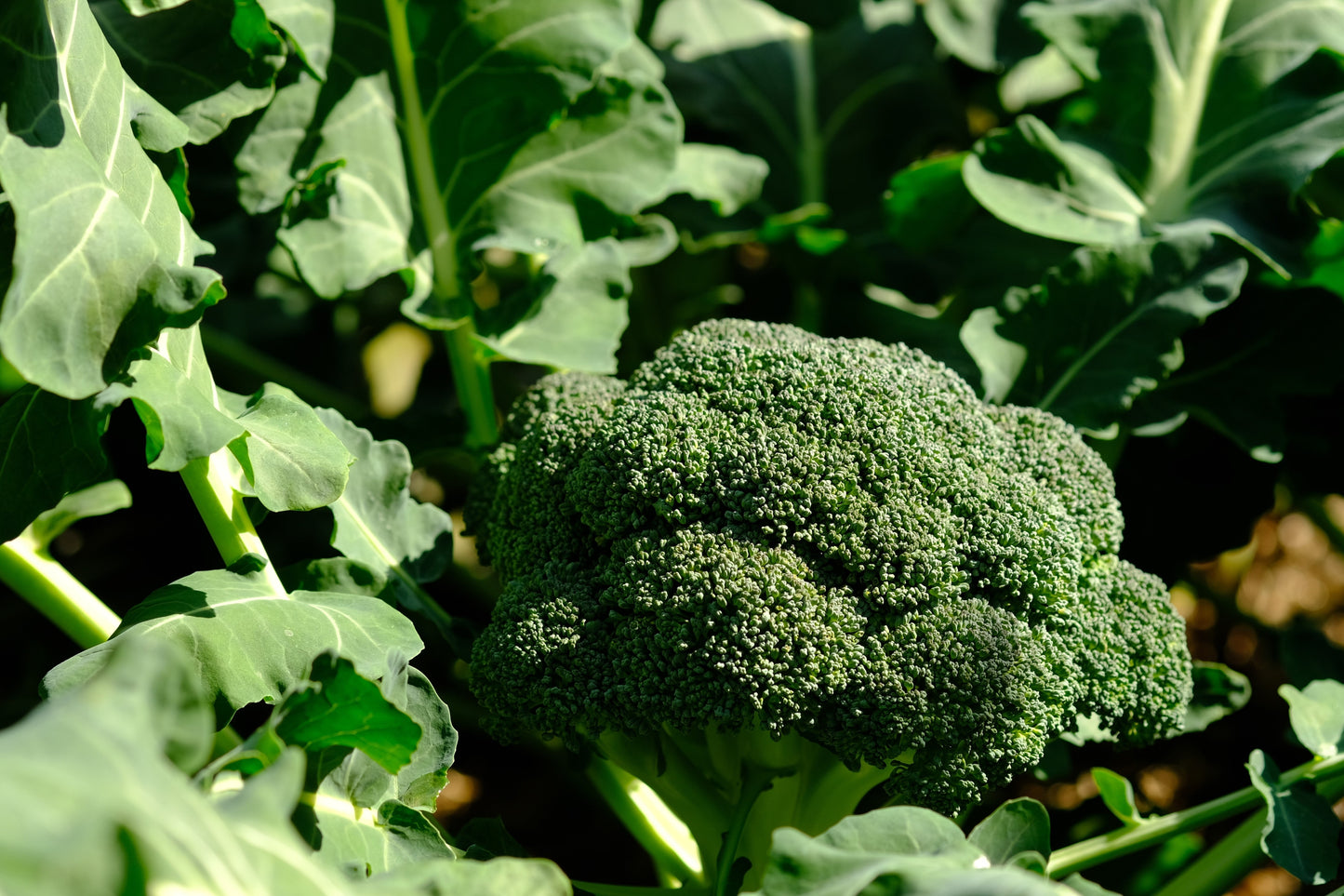 1000 CALABRESE BROCCOLI ITALIAN Green Sprouting Vegetable Brassica Seeds