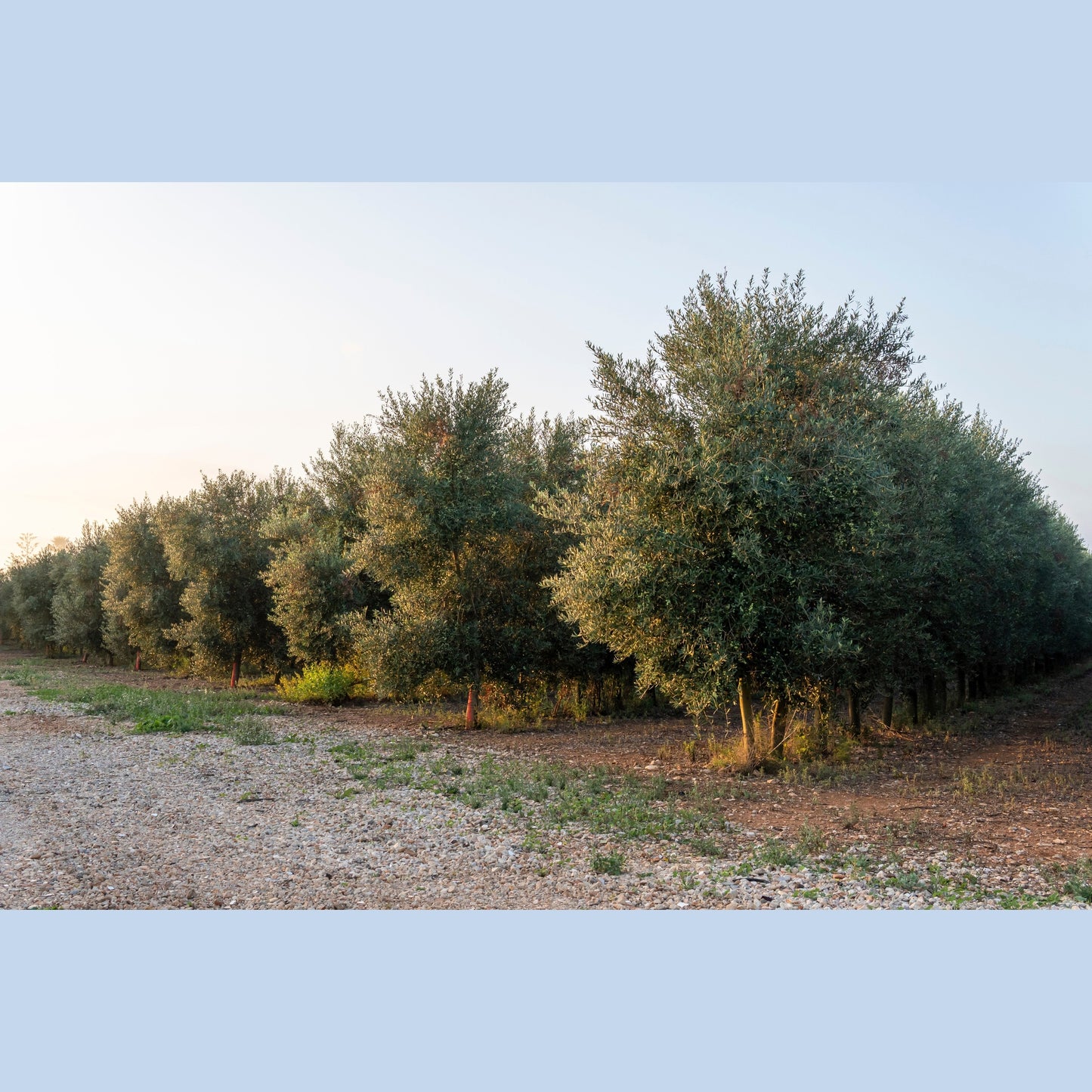 10 CANINO OLIVE TREE Olea Europaea Canino Edible European Common Green Black Fruit Seed