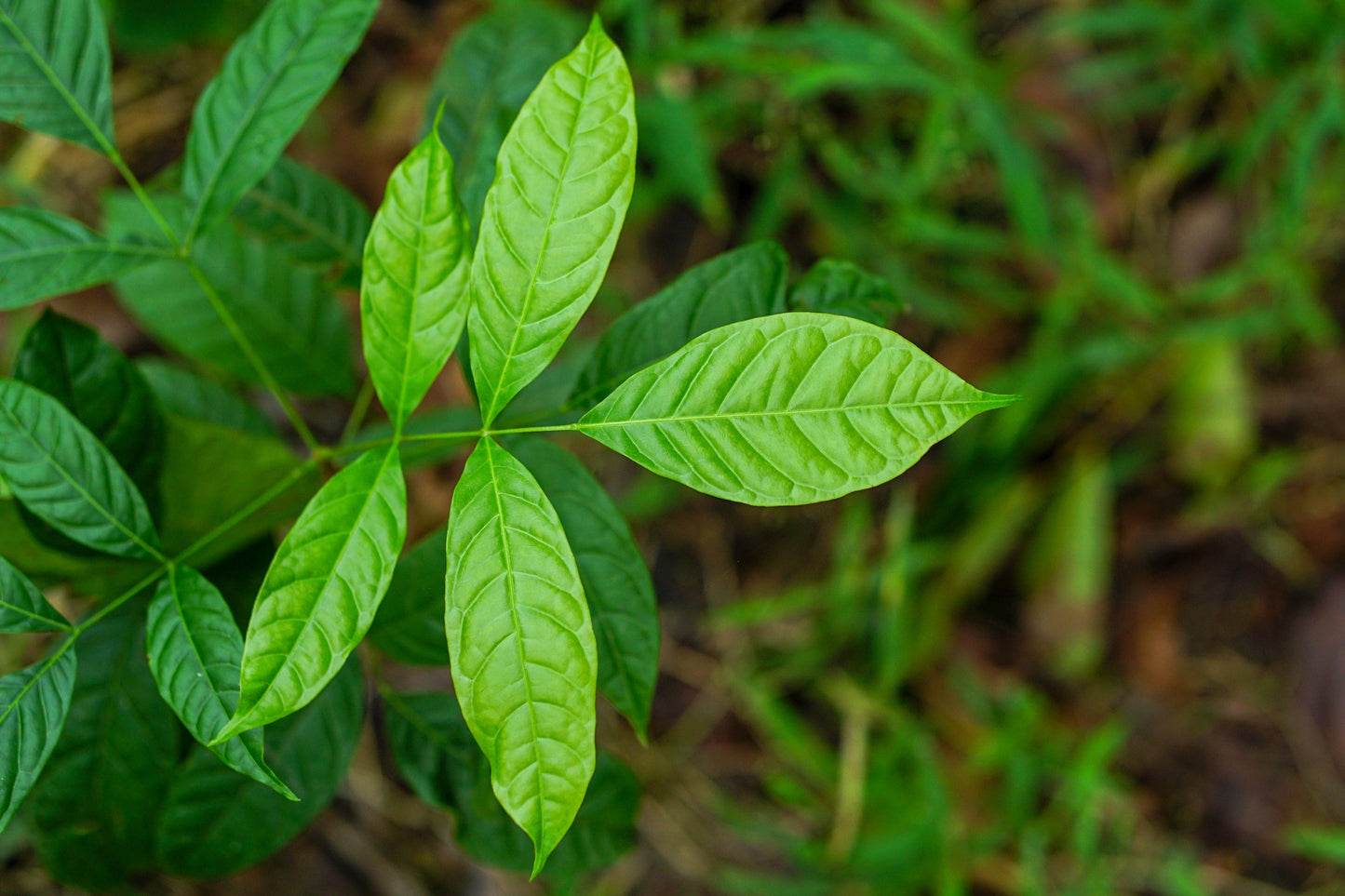 5 TRUE MAHOGANY TREE Honduran Big Leaf Sky Fruit Swietenia Macrophylla Seeds