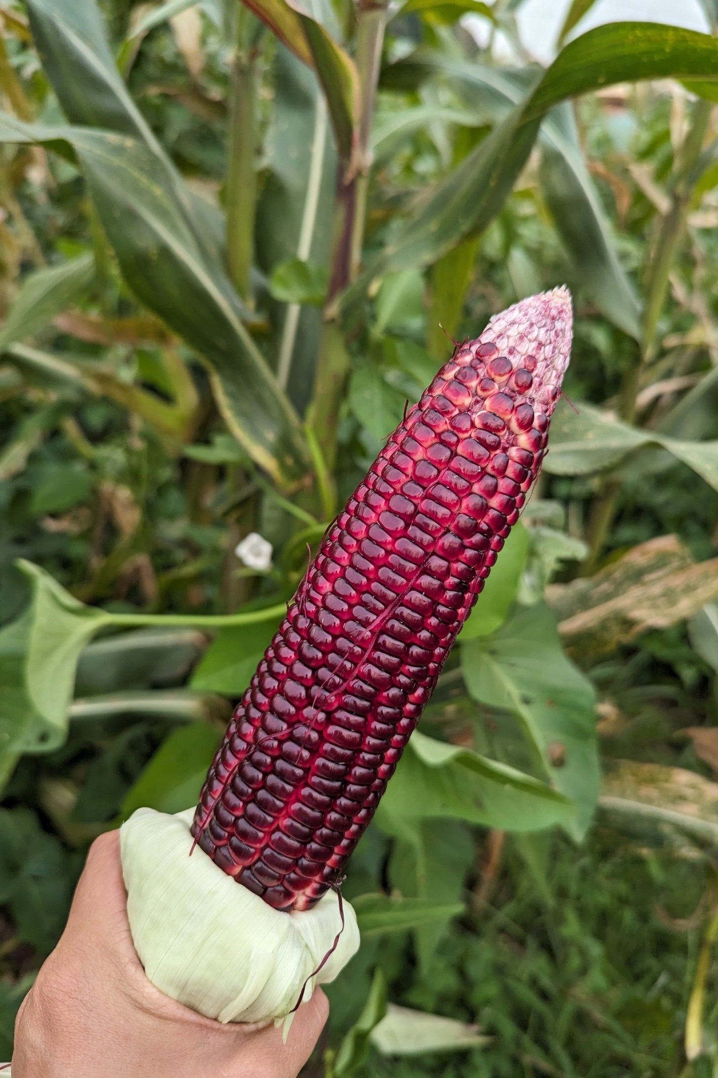 35 BLOODY BUTCHER Red CORN Edible & Ornamental Heirloom Zea Mays Vegetable Seeds