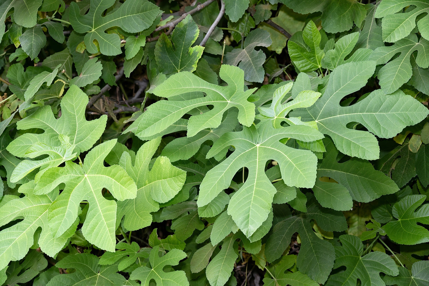 30 COMMON Edible FIG TREE Ficus Carica Purple Brown Skin Pink Flesh Fruit Seeds