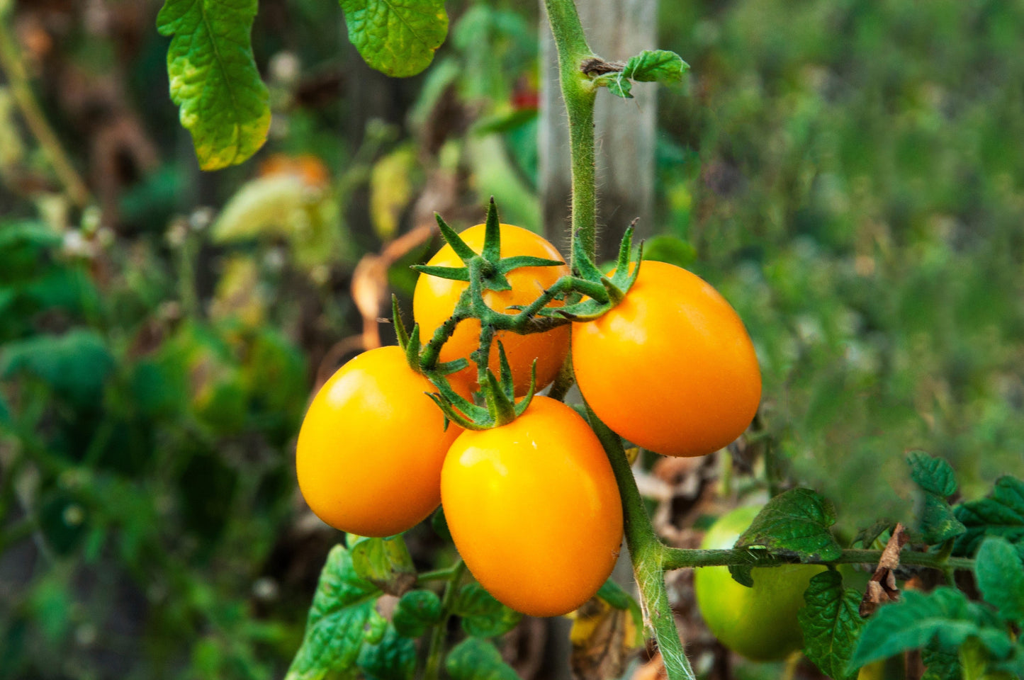 150 PLUM YELLOW TOMATO Lycopersicon Heirloom Indeterminate Fruit Vegetable Seeds