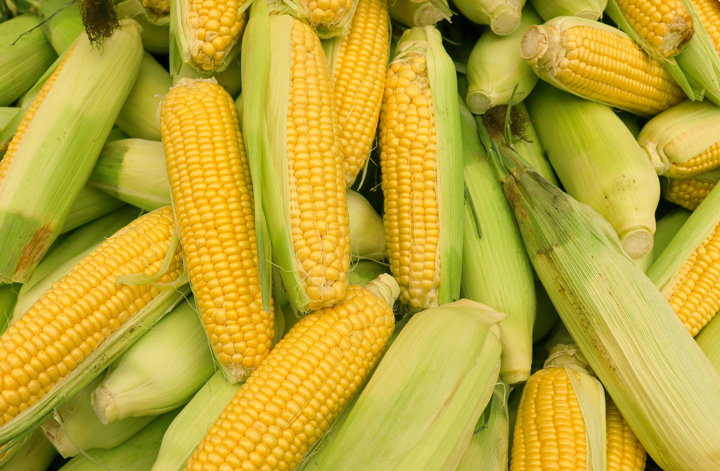 60 YELLOW CORN ' Early Xtra Sweet ' Zea Mays Vegetable Seeds