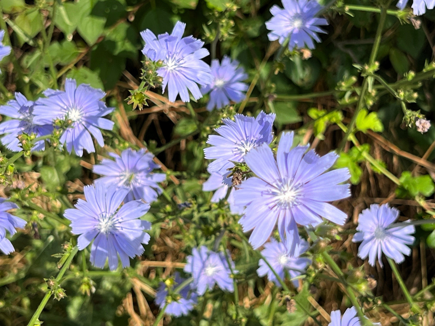 1000 CHICORY (Blue Daisy / Blue Sailors / Coffeeweed / Succory) Chicorium Cicorium Intybus Flower Herb Seeds