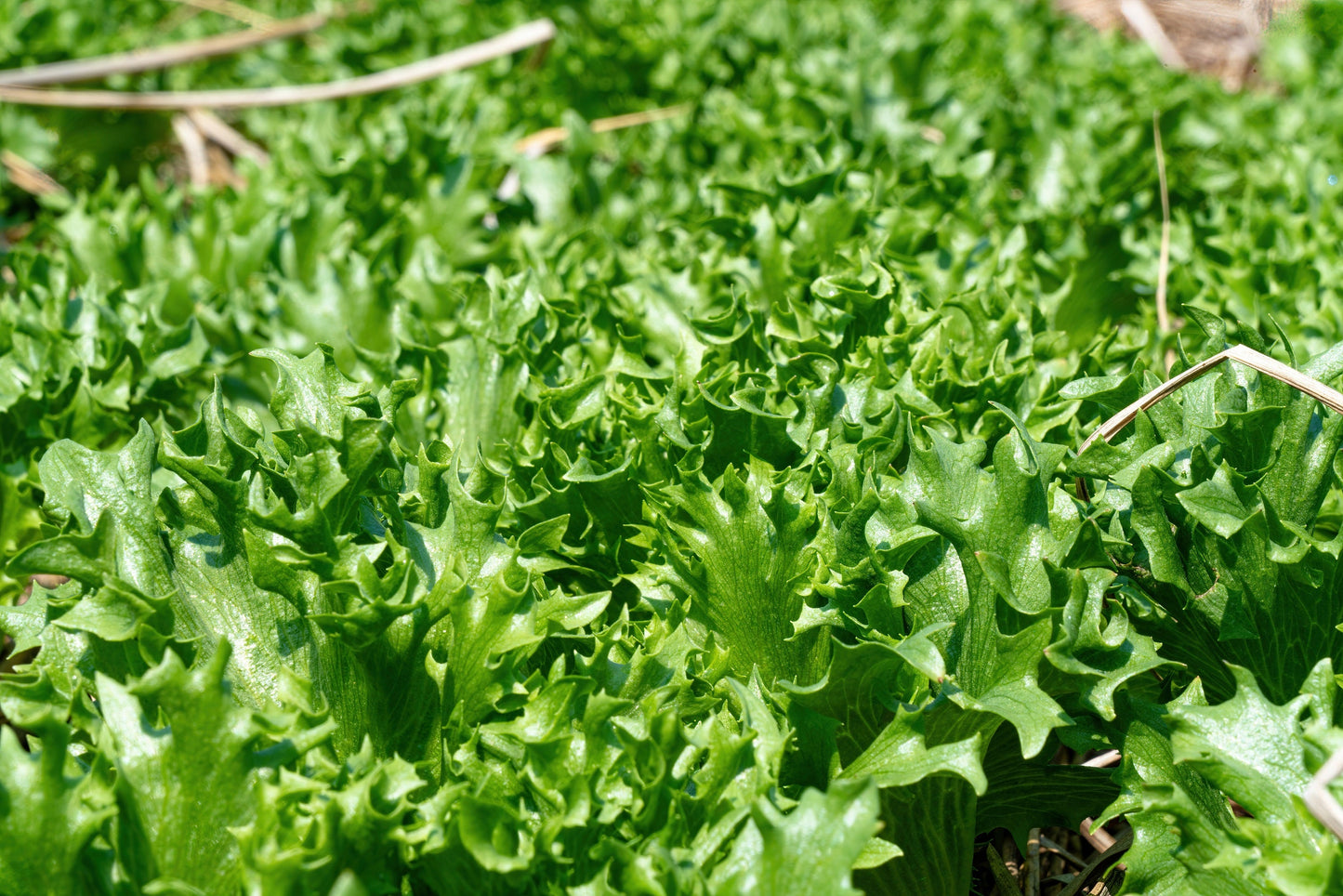 1000 SALAD KING ENDIVE Italian Chicory Greens Cichorium Endivia Vegetable Seeds
