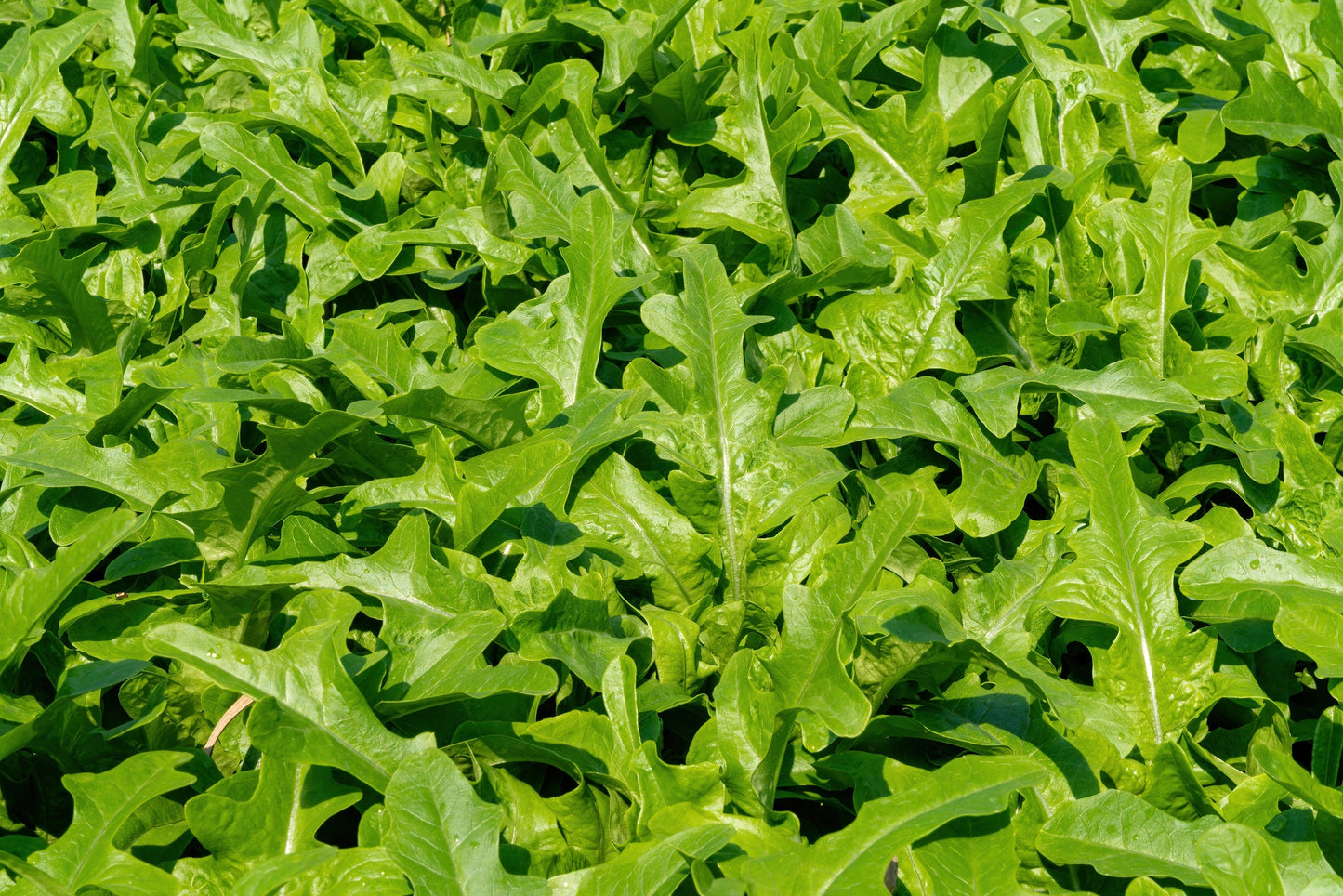 1000 SALAD KING ENDIVE Italian Chicory Greens Cichorium Endivia Vegetable Seeds