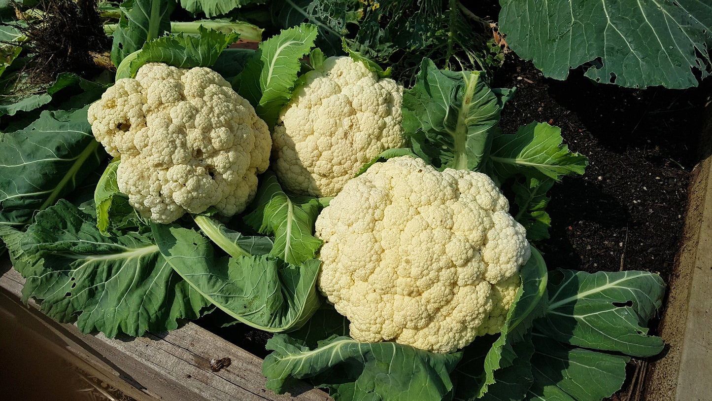 250 SNOWBALL CAULIFLOWER Brassica Oleracea Botrytis Vegetable Seeds