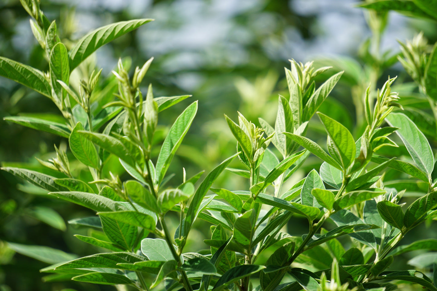 30 PIGEON PEA Dhal Gungo Puerto Rico Bean Cajanus Cajan Vegetable Seeds