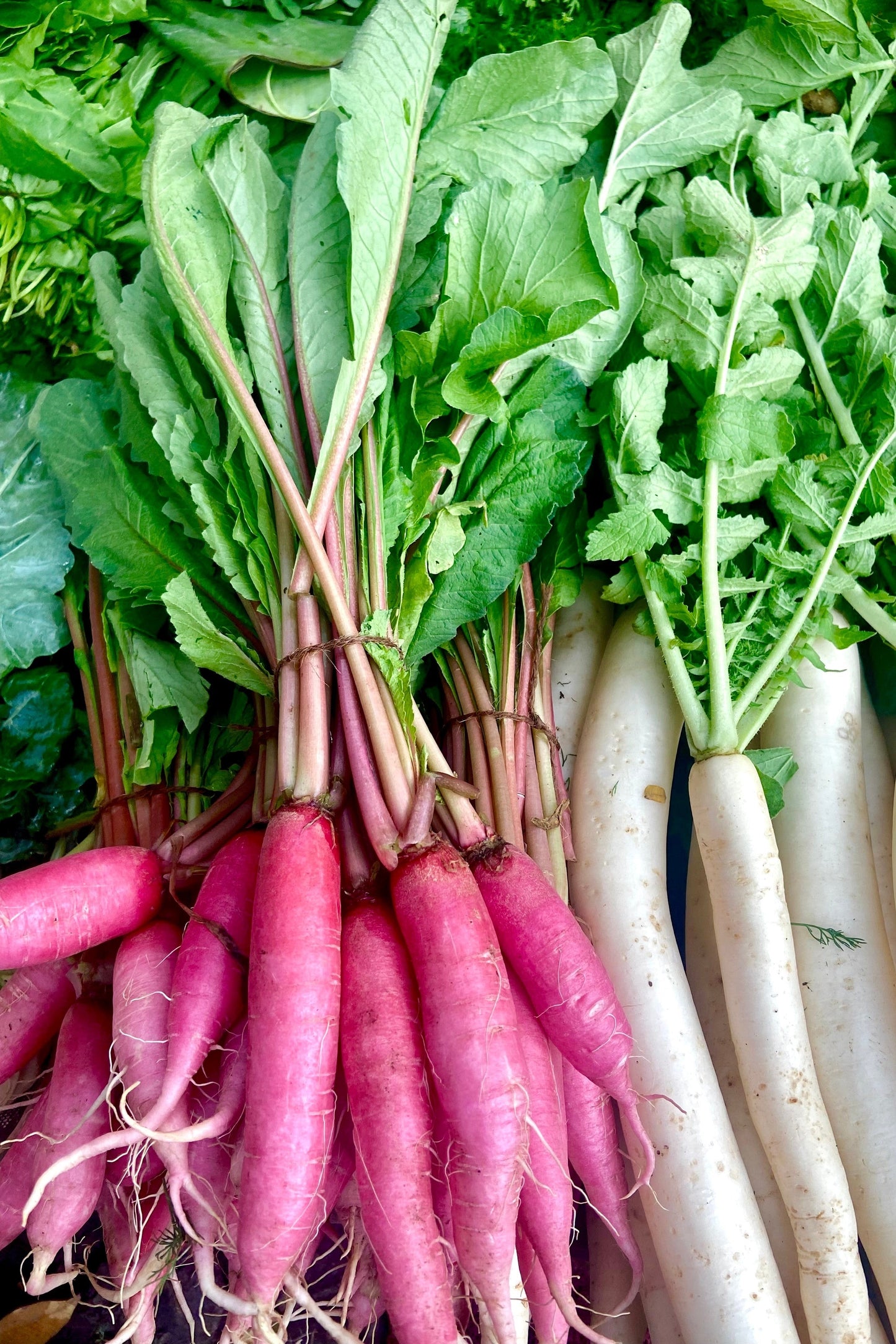 100 PINK SUMMERSICLE RADISH Raphanus Sativus Root Vegetable Seeds