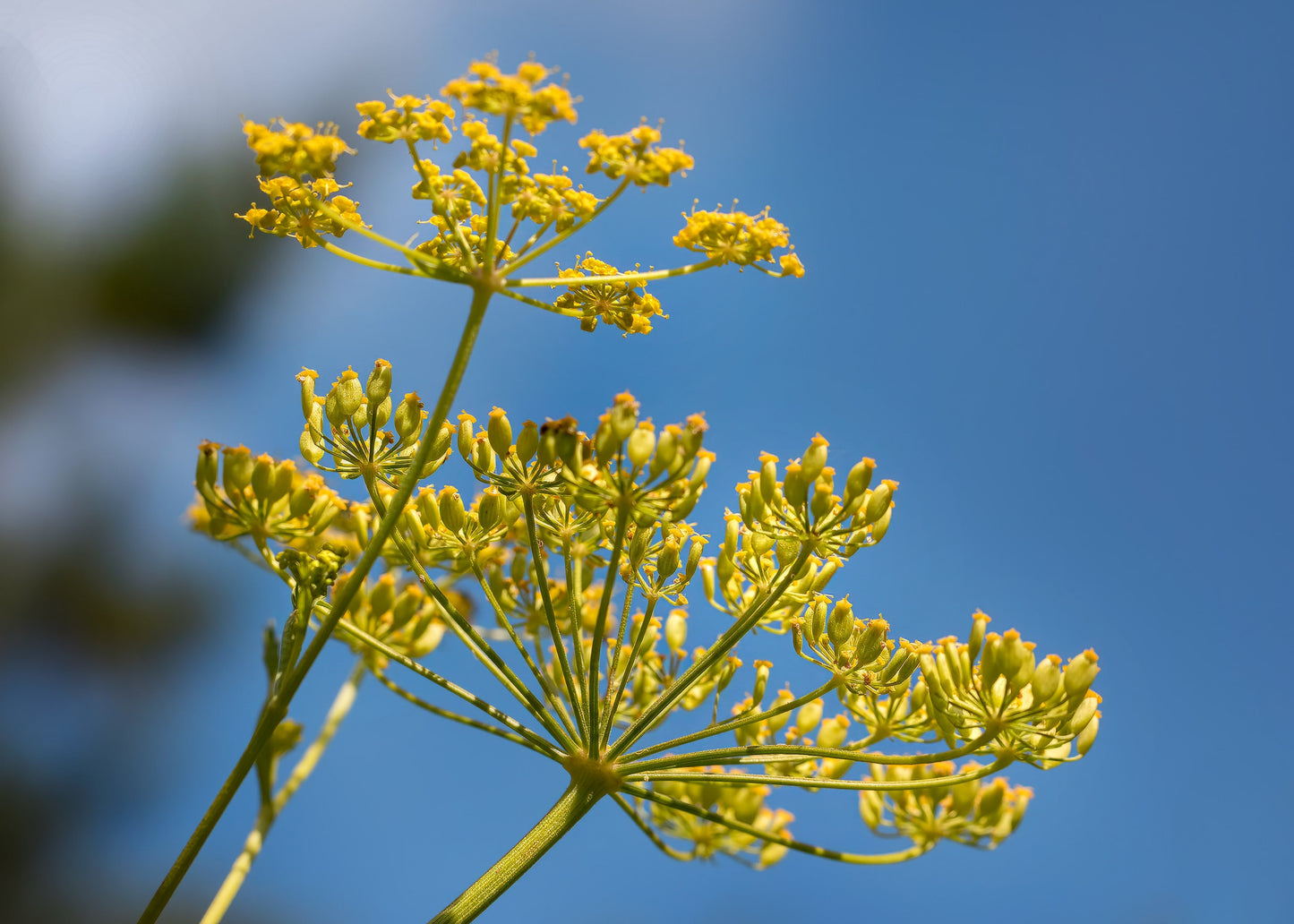 1000 ALL AMERICAN PARSNIP Pastinaca Sativa White Root Vegetable Seeds