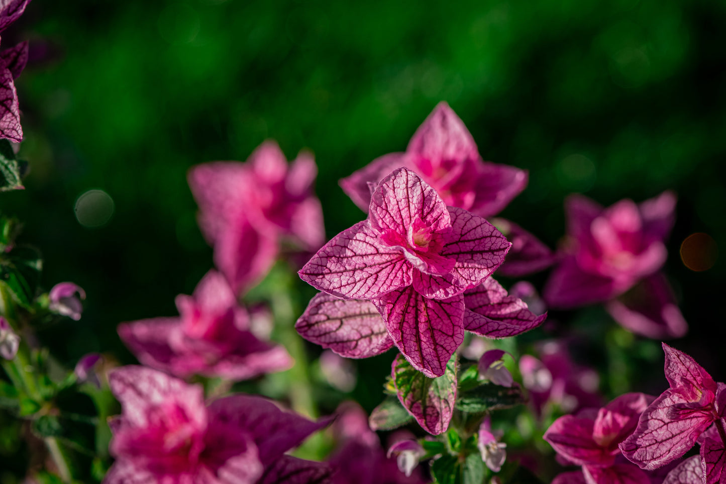 50 'PINK Sundae' Clary SAGE / SALVIA Viridis Horminum Herb Flower Seeds