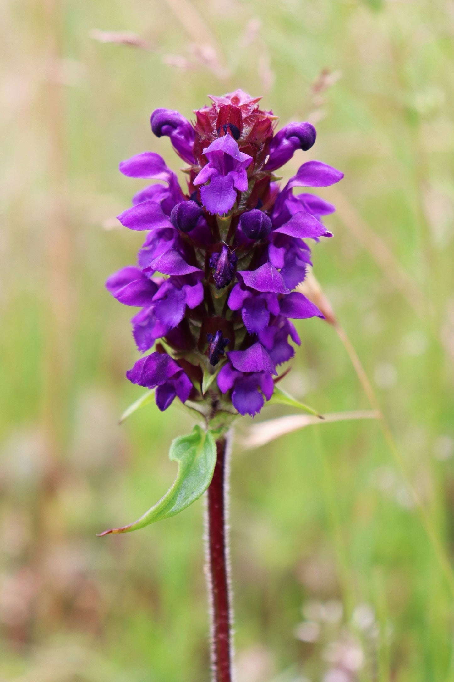 100 HEAL ALL Self Heal Prunella Vulgaris Purple Herb Flower Seeds