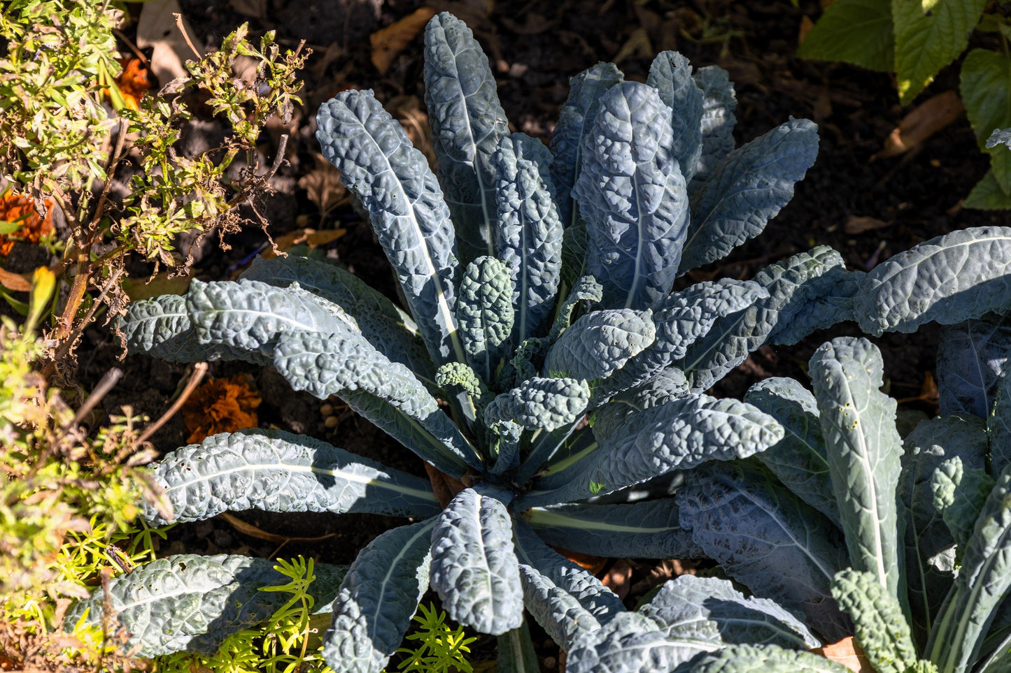 1500 LACINATO KALE Dinosaur Tuscan Black Brassica Oleracea Vegetable Seeds