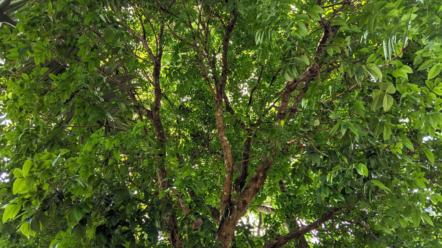 5 TRUE MAHOGANY TREE Honduran Big Leaf Sky Fruit Swietenia Macrophylla Seeds