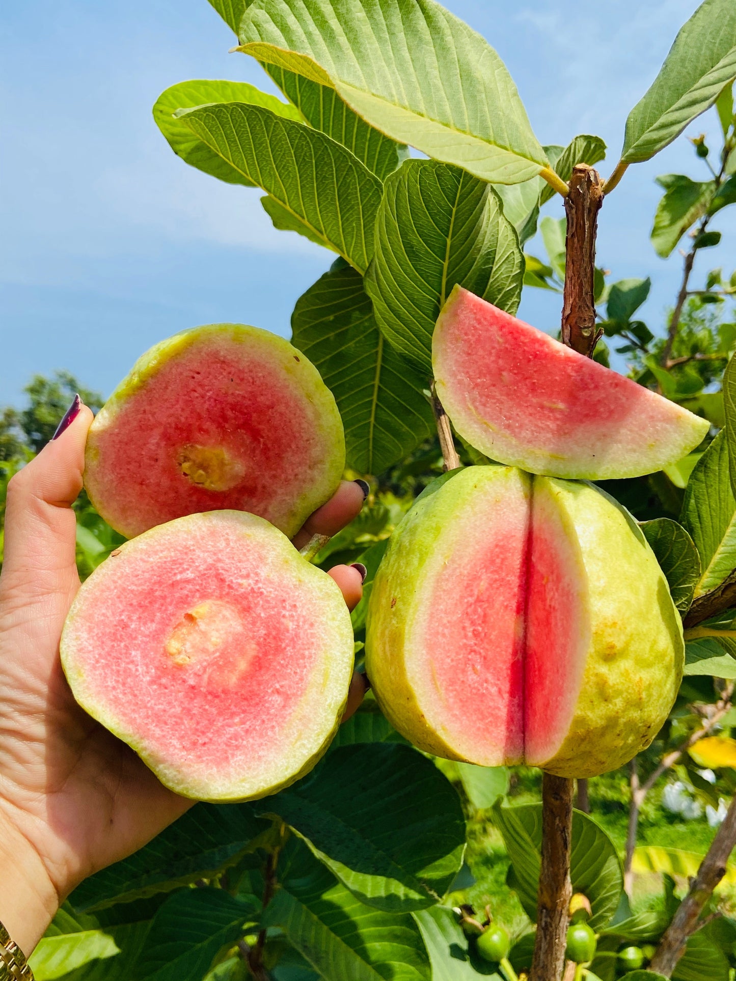 20 GUAVA FRUIT Tree Shrub Psidium Guajava White Flowers Fruit Seeds