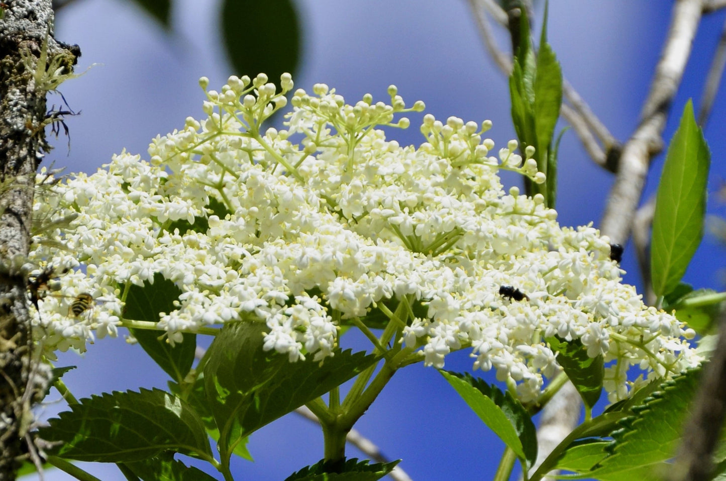 50 BLUE ELDERBERRY Sambucus Cerulea Arizona Blue Elder Tree Shrub Fruit Berry Seeds