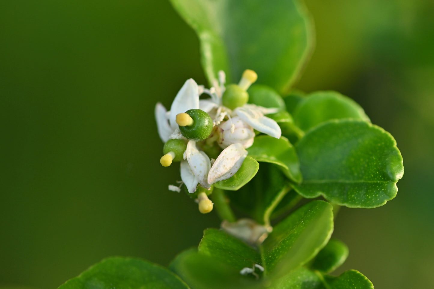 15 KEY LIME Citrus Aurantifolia Fruit Tree Shrub Seeds