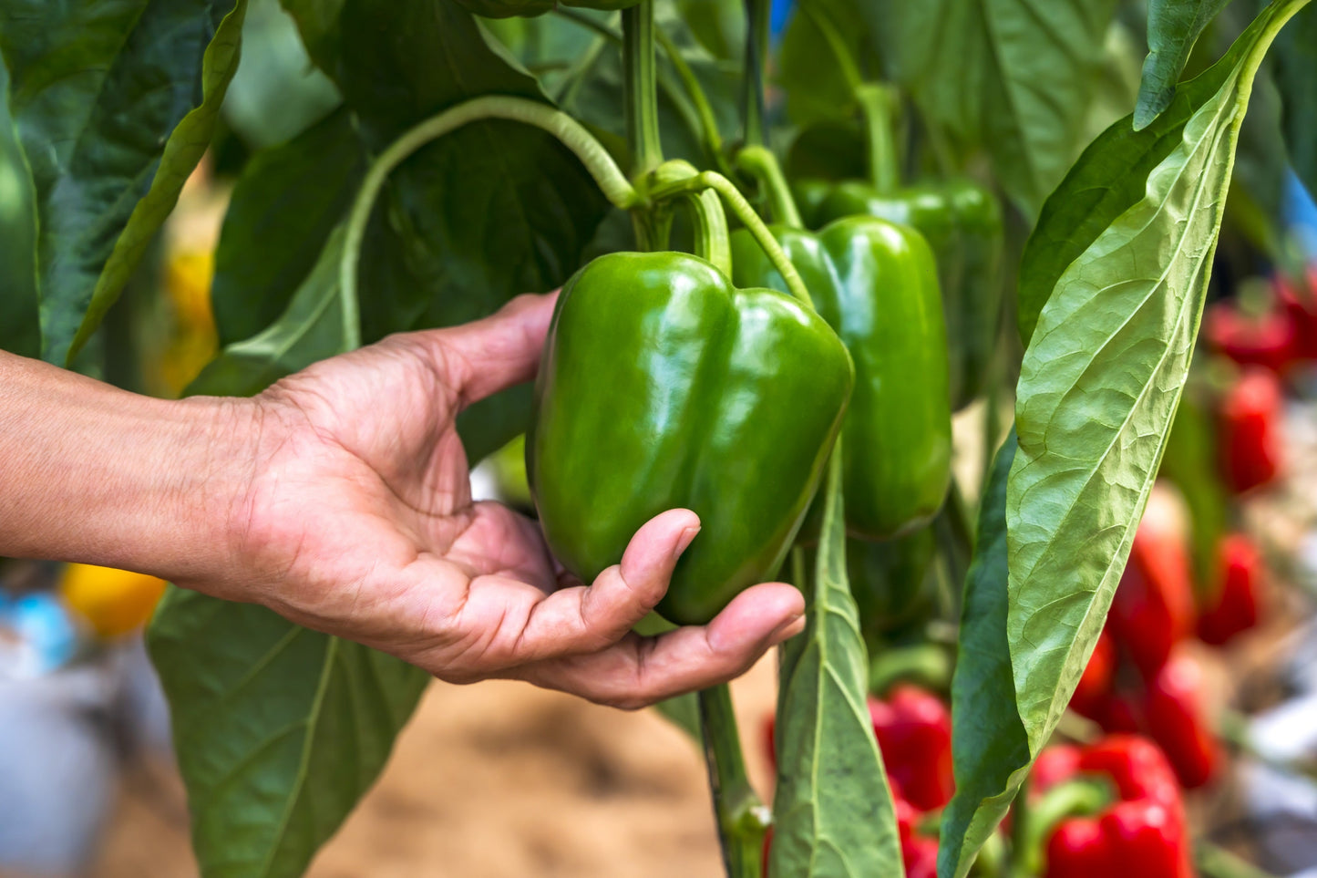 200 Sweet Green CALIFORNIA WONDER Bell PEPPER Capsicum Annuum Vegetable Seeds