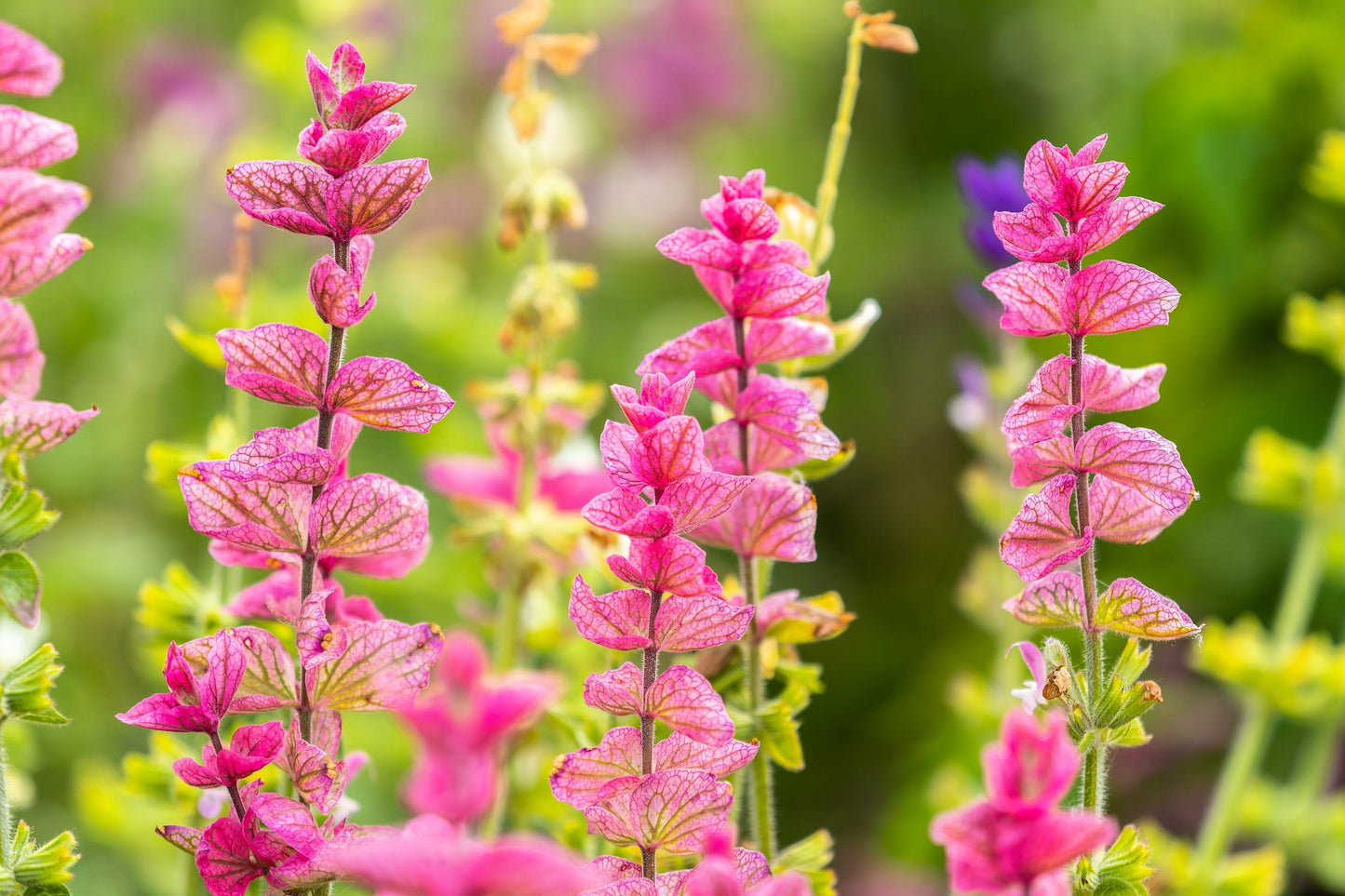 50 'PINK Sundae' Clary SAGE / SALVIA Viridis Horminum Herb Flower Seeds