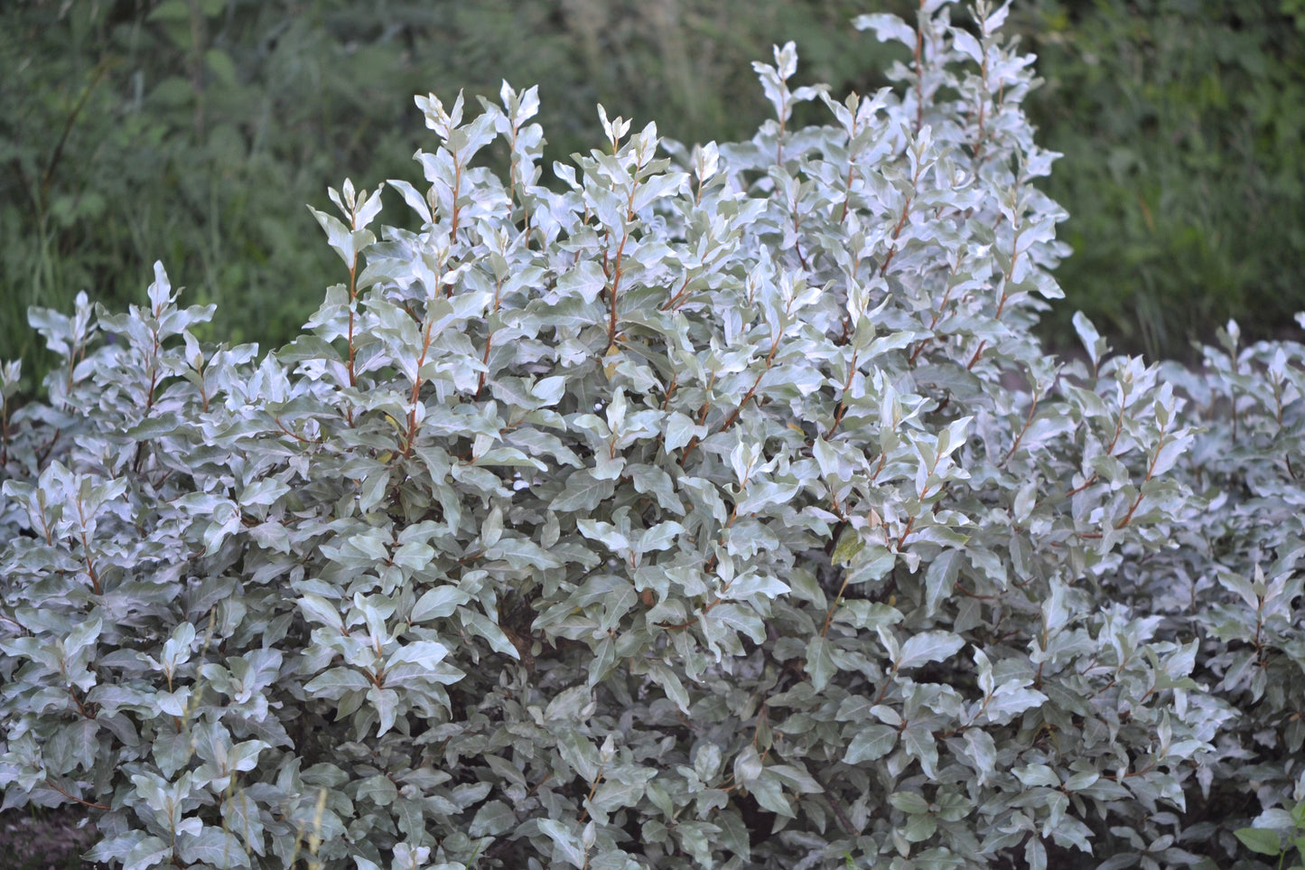 10 AMERICAN SILVERBERRY Elaeagnus Commutata aka Wolf Willow Wolfberry Wild Olive Berry Fruit Shrub Seeds