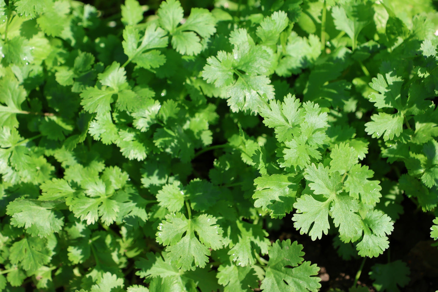 100 FIESTA Green CILANTRO / CORIANDER Coriandrum Sativum Herb Vegetable Seeds